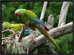 Papugi, Modrolotki czerwonoczelne